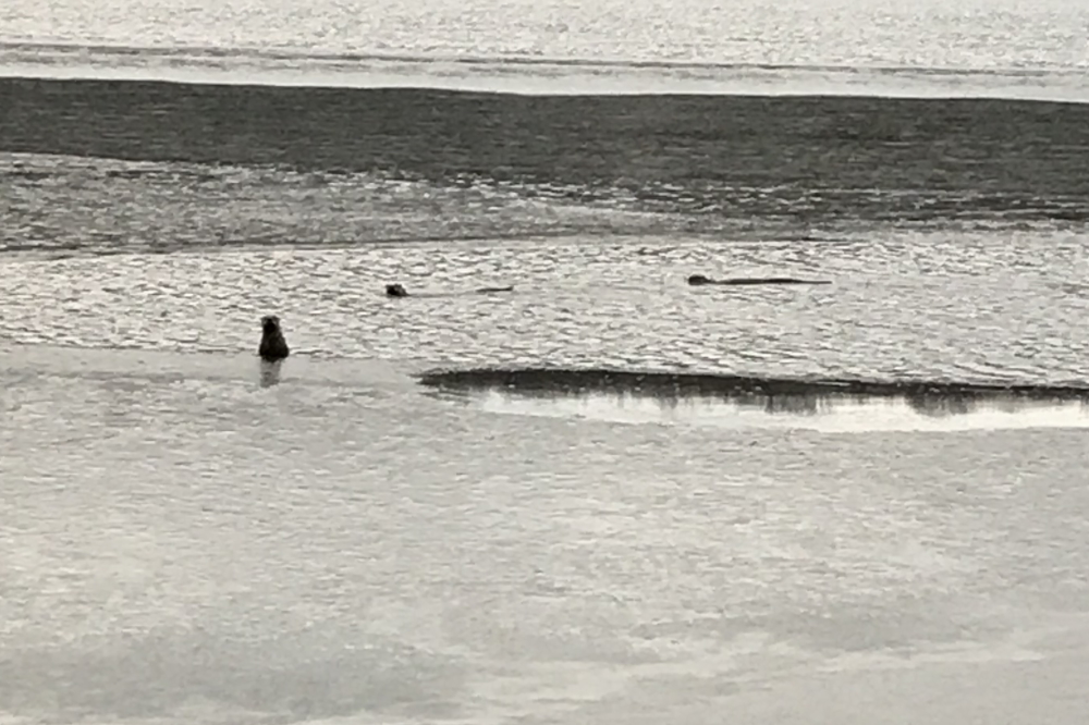 Along with the wind, three aquatic mammals were seen ottering up the North end's boundary.