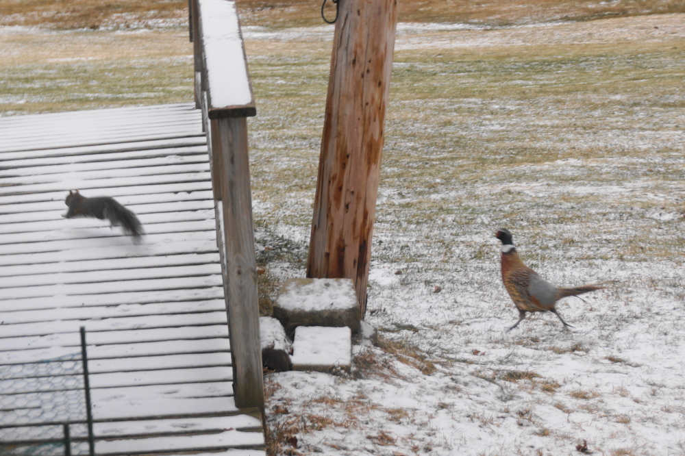 More skittery creatures you will not find. The smallest sound or motion will send the squirrels a flying and the pheasant a running.