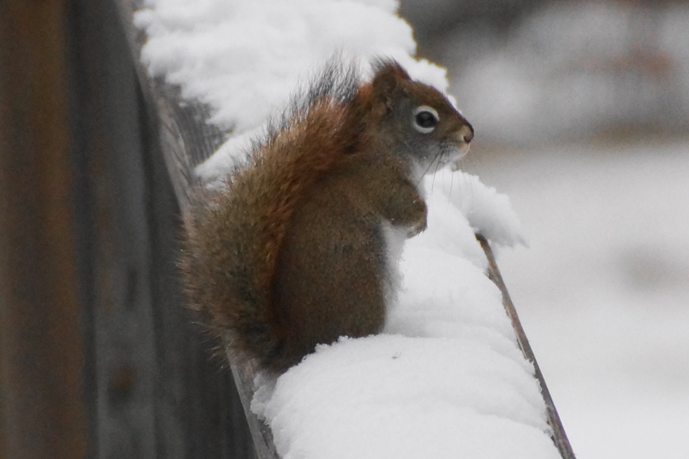 Some locals quickly dismissed the furocide. They seemed far more concerned with the state of the seed in the bird feeders.