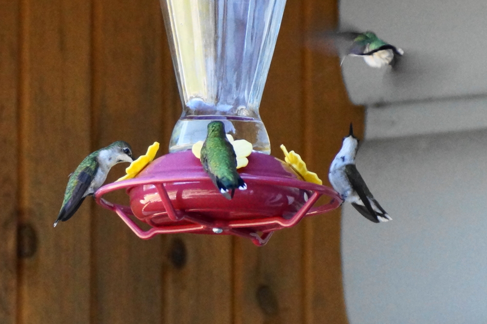 I've never seen so many hummingbirds in the northeastern corner of the lake. They're draining about a quart of sugar water a day from a pair of feeders. 