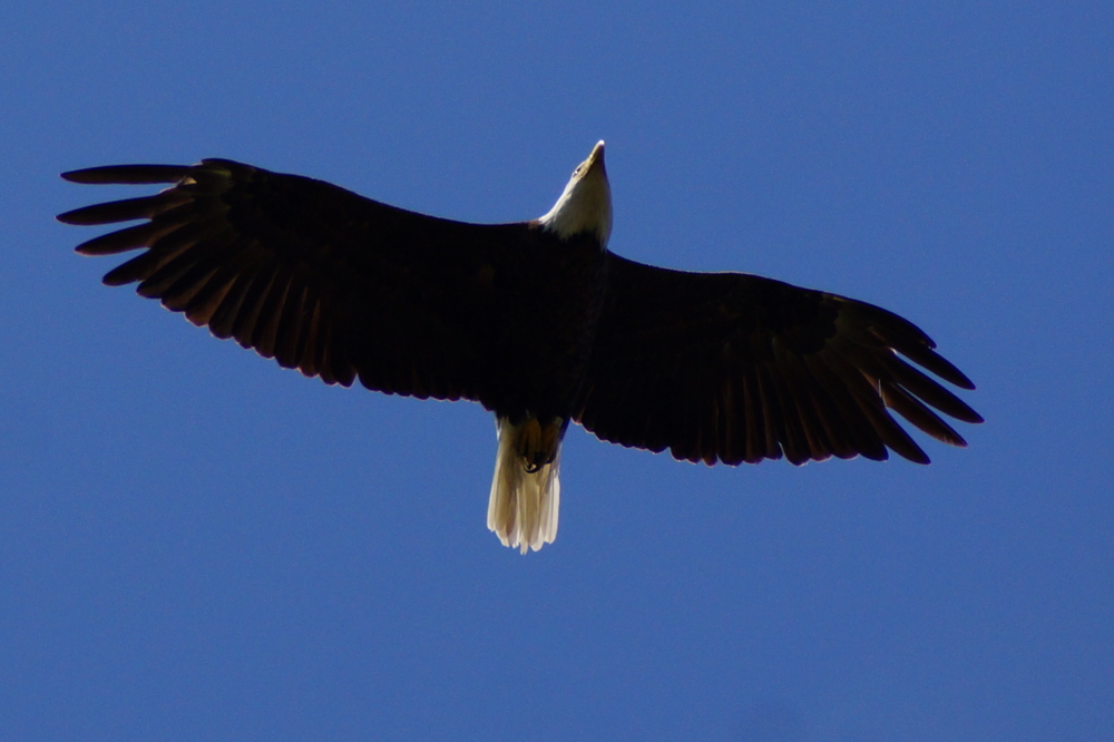 During much of last week, eagles were spotted hunting up the North end.