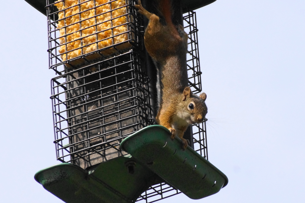 The seed feeder takes two or three days to empty depending mostly on the appetites of those strange fuzzy birds.