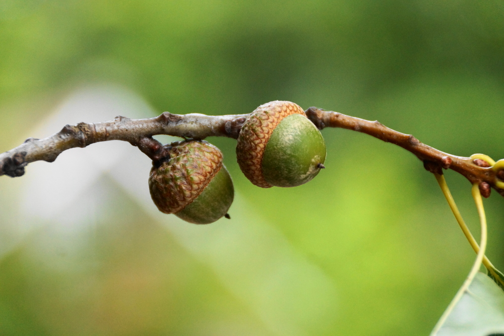 Footstock is one of those portents that the end of Summer is nigh. Another sign of the warmth's mortality is the maturing of the acorns. Judging from these guys, we've still got a few weeks of comfortable swimming left. 