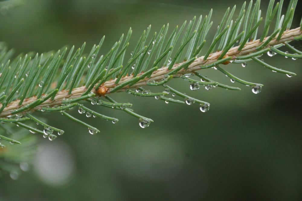 For much of the weekend, the rain decorated the pines, soaked the ground, and raised the lake level.