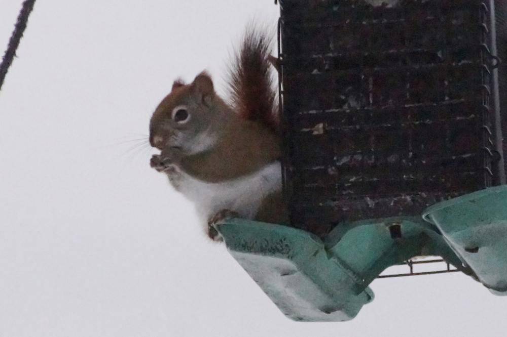 While we continue to be un-pleased by the larcenous nature of the fuzzy red feeder raiders, during Deep  Winter, all <a href='/WeeklySummaryPages/2021/0725/SBallN.html' class ='defaultlink2' target='_blank'>Squirrel Ball</a> matches have been suspended.