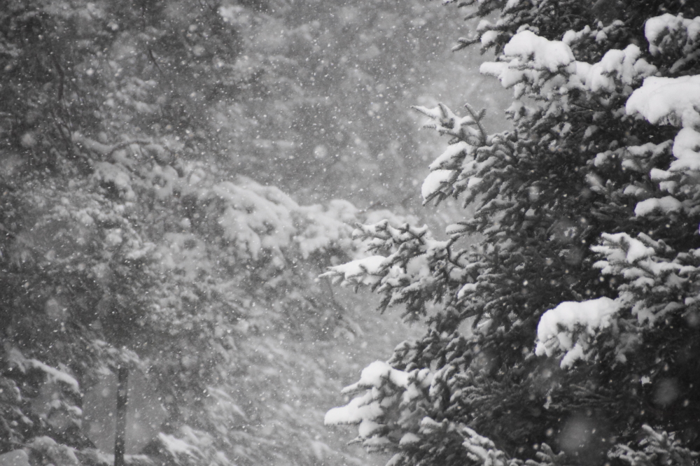 The snow started just before mid-week. The amount exceeded forecasts (3.5 inches predicted) by about 100% (7 inches actual).