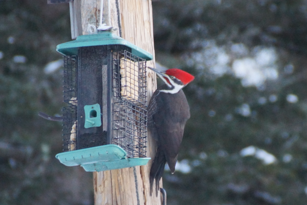 While the fuzzies enjoyed the Deep Winter bye, they seem to completely lose their appetites when a squirrel denting beak attached to a pileated shows up.