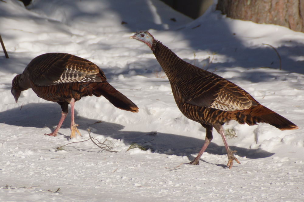 Whether tossed at the Bar's paparazzi or spilled from squirrel/pileated skirmishes, the wild turkeys are there to vacuum up the spilled seeds.