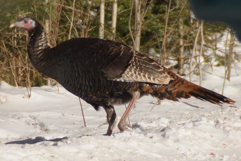 The big birds are becoming much more plentiful and a little bit less skittish.  Despite this, they still make a better main course than a pet.