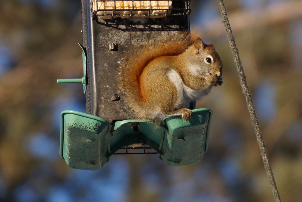 The return of the cold has surprisingly made the squirrels more active.