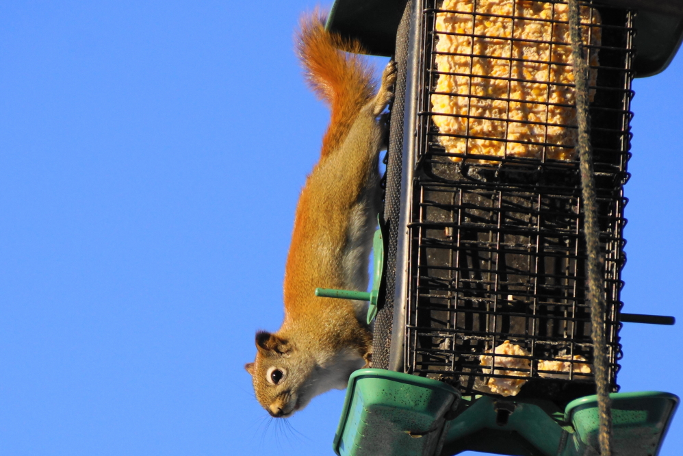 For several mornings they put on a Squirrel du Soleil show for seeds and onlookers, but mostly for seeds.