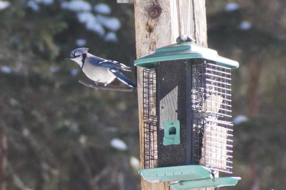 Some blue jays have kept the squirrels from raiding the bar's feeder.