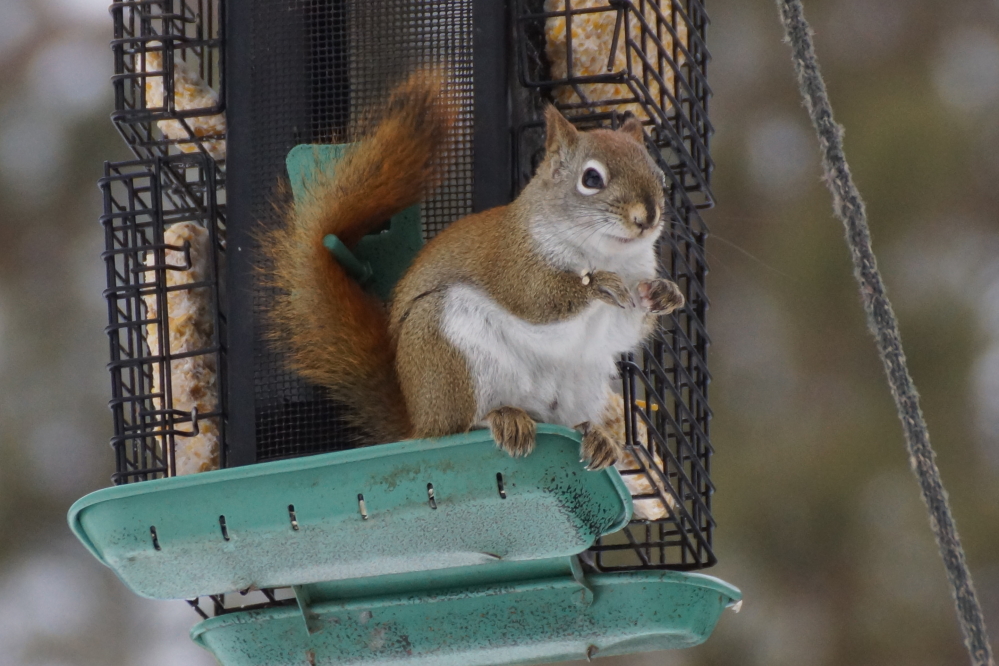 Eventually the jays fly off and tubby little furries waddle up and empty the trough.