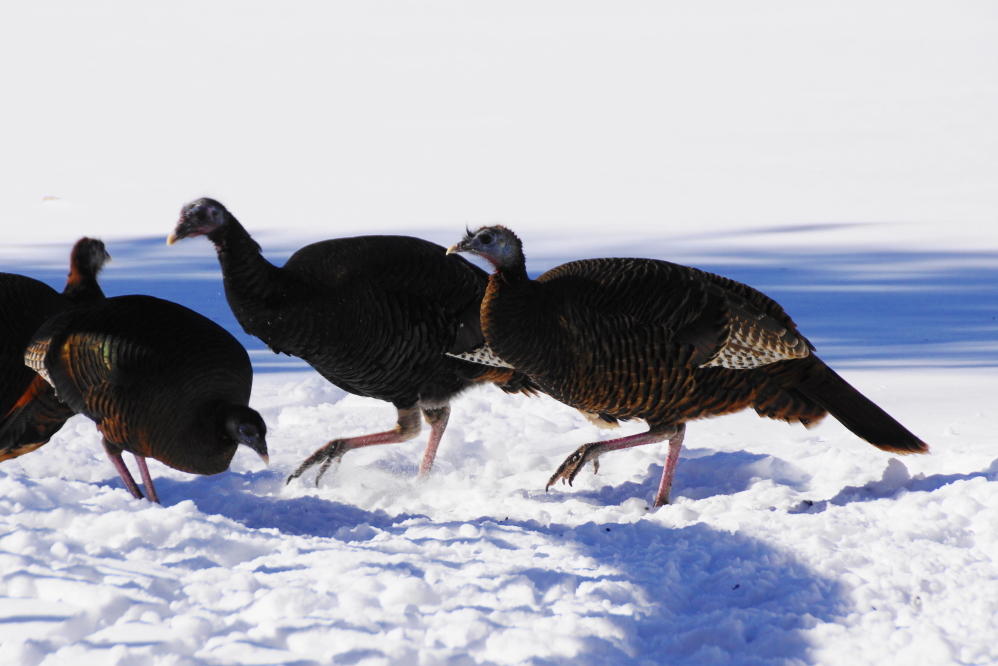 The squirrel is not the neatest diner. Wild turkeys comb the snow under the feasting fuzzy for fallen seeds.