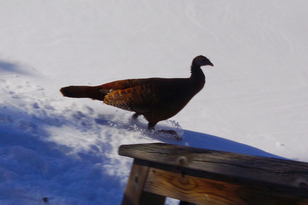 When seeds are detected on the ground, some of the big birds rush in with the speed of a snowmobile.