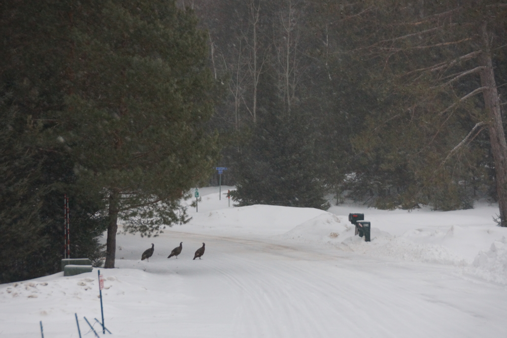 The ice base under the snow on top of Potawatomi Trail is great for snowmobiling or roving bands of wild turkeys.
