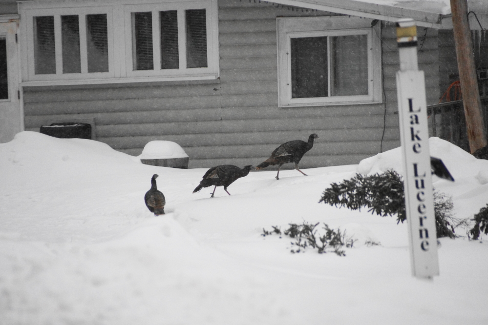 Under the squirrel feeder, conga lines of wild turkeys have been picking off spilled seeds.