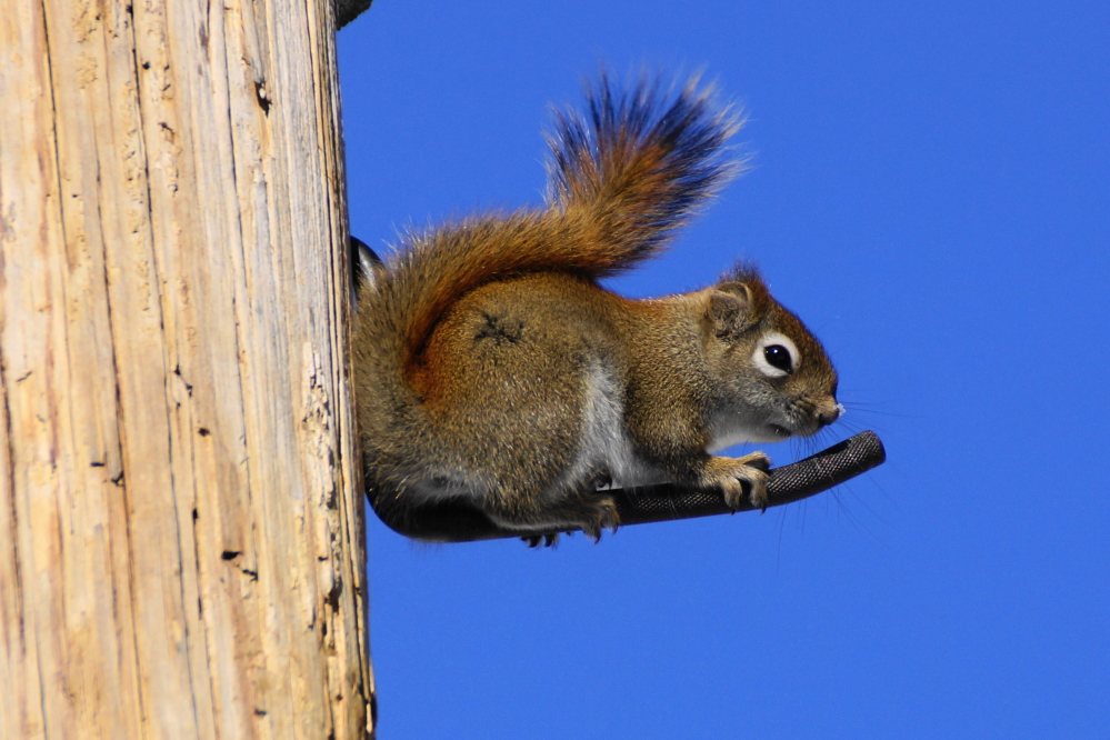 The squirrels that empty the bar's bird feeder have enjoyed the Deep Winter truce. 