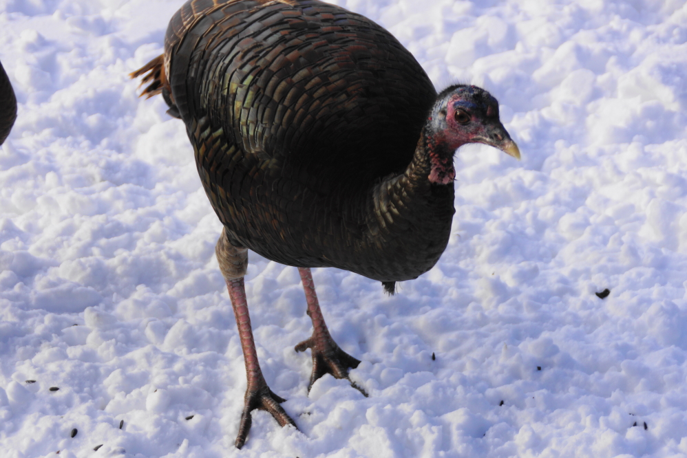 We are tossing some extra seeds on the ground to keep the turkeys big and happy. They make good pets, especially around the end of November.