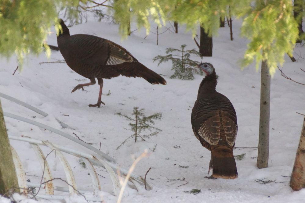 The wild turkeys seem more lively, too.