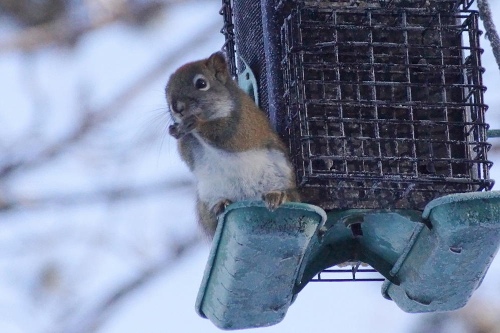 The warmer weekend has increased the activity of the feeder raiding squirrels.