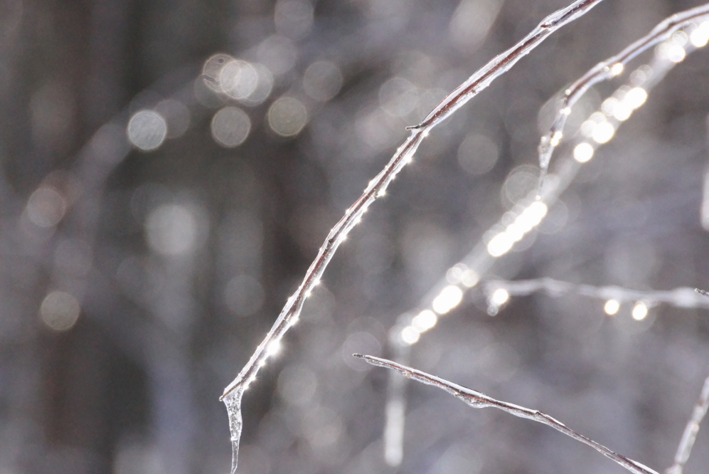 At the start of last week, remnants of the ice storm that coated the outdoors continued to encase pretty much everything..