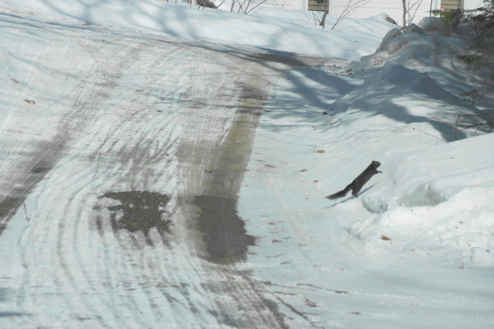 On the weekend, it got warmer. As temperatures crept above freezing, small patches of road emerged from the ice.