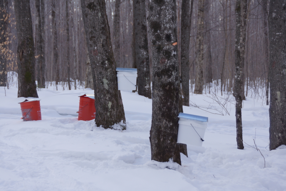 By the end of Sunday, 360 trees were staged and 5 had holes, spiles, lids, and buckets. The lack of any sap run from those 5 ended tapping for the day