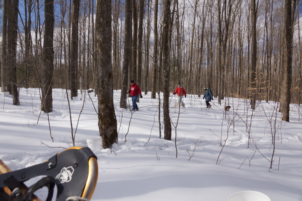 Three sugarpeople started to pick trees and stage the buckets. The crew lost one to a rescue call, then gained 2, then lost one as a pair of snowshoes failed. The white in the woods is exceedingly deep in spots.
