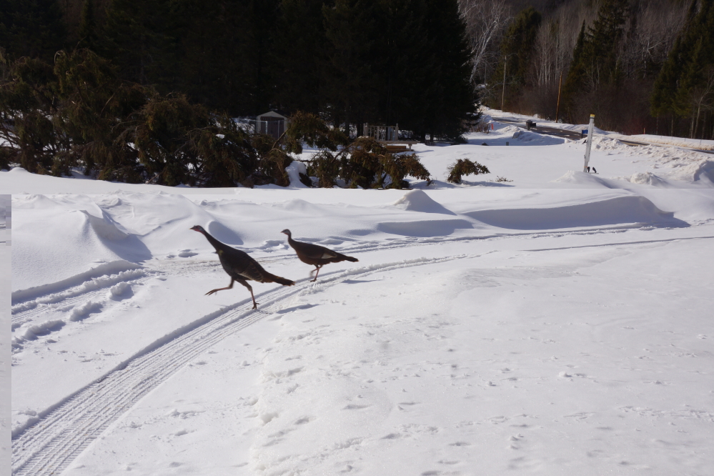 Special mention (or a slap on the head) must given to the late week snow and wind that created extra deep and well sculpted drifts on the bar's driveway. 