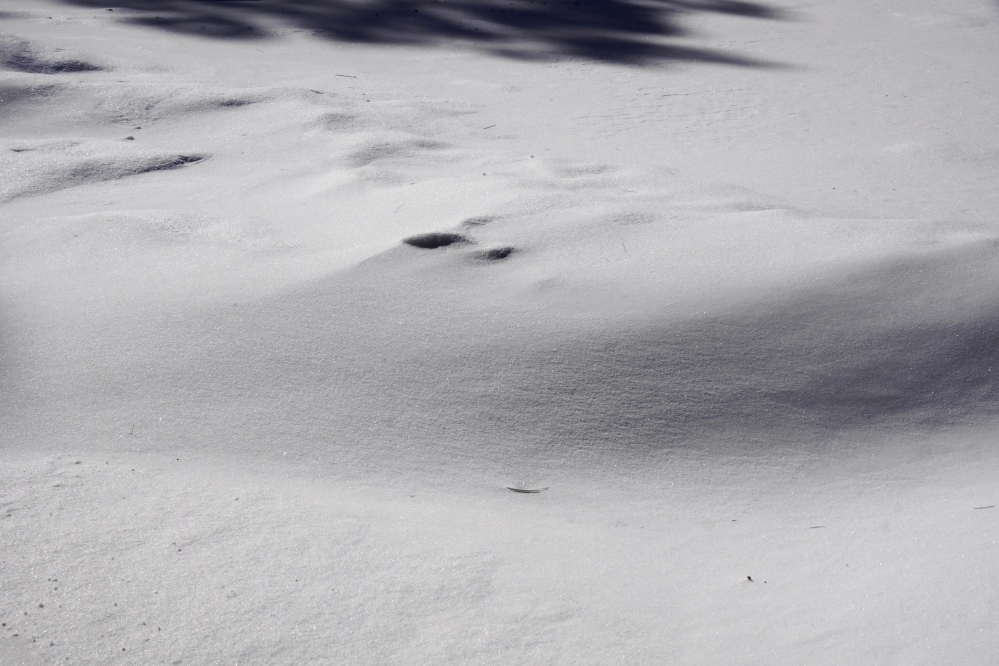 It's annoying when one of those 2 footers starts to encroach on the driveway.