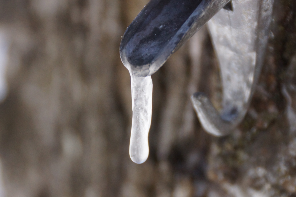 The cold at the start of the week first bearded the taps and then turned the maples off.