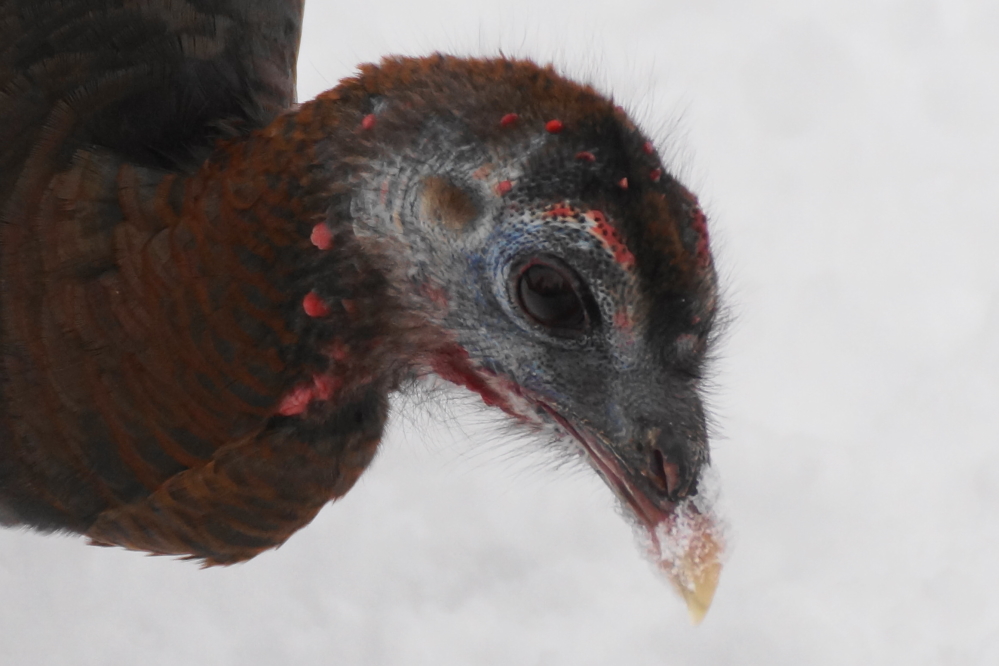 The bar's wild turkeys did not seem really happy at these turn of events.