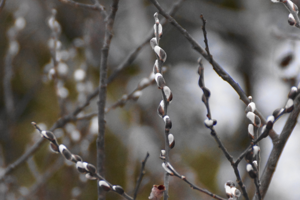 Despite the ice and the cold, in a few spots, there are some signs of Spring.
