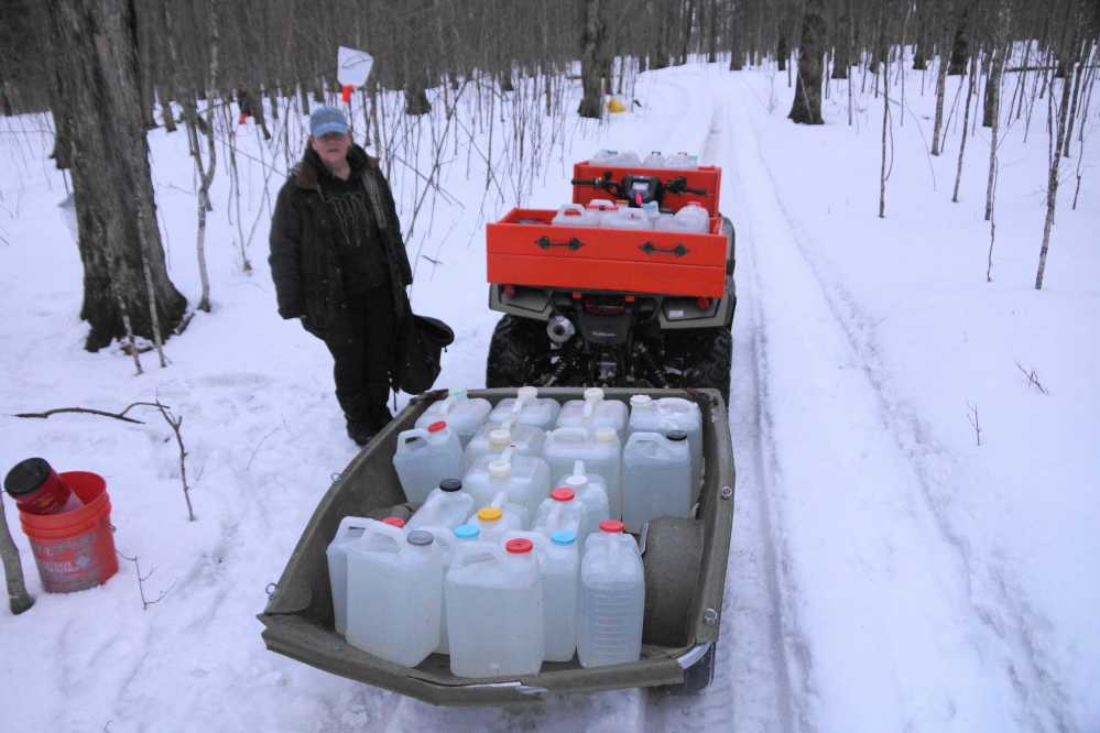 The snow in the woods has gotten low enough on the paths to allow carting the jugs of sap back to the Knott Lane cookers without a tracked ATV.