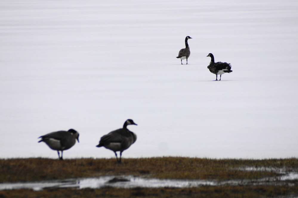 The edges of the lake can be a little thin after a few warm days. We were reluctant to venture out on the ice to cut a hole to see how thick the ice is. So we sent out a few water foul to see if the lake ice was still thick enough to support a few geese. It was.