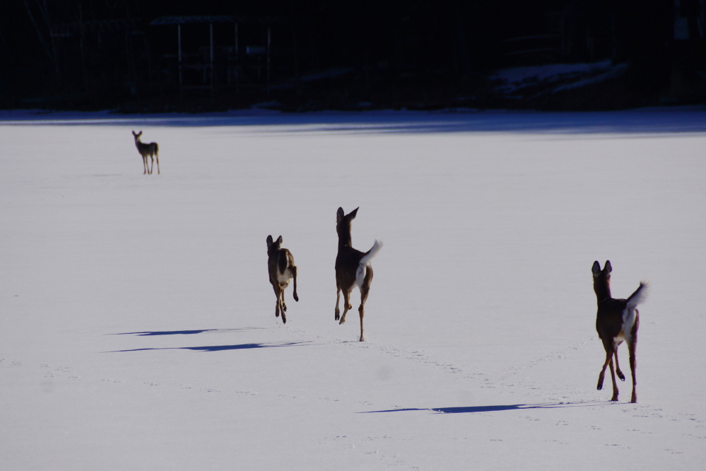 Then we sent a few deer out to see if they could dance on the lake or get the first swim of the year.