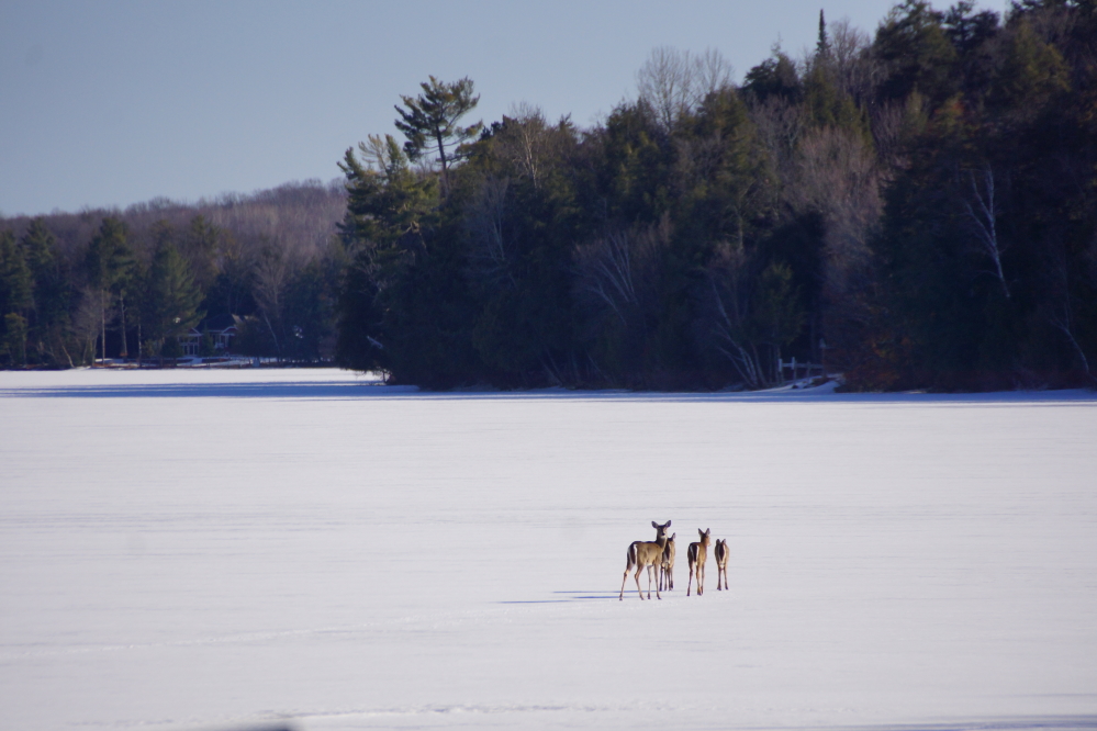They turned out to be fine. I'd estimate the ice to be between 12 and 18 inches thick.