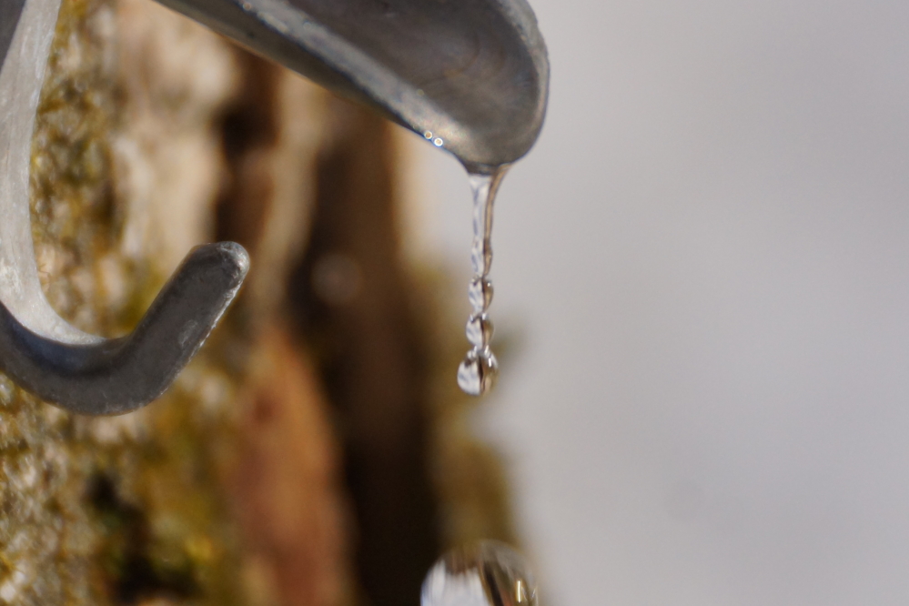 This turns out to be an ideal weather pattern for maple sap production.