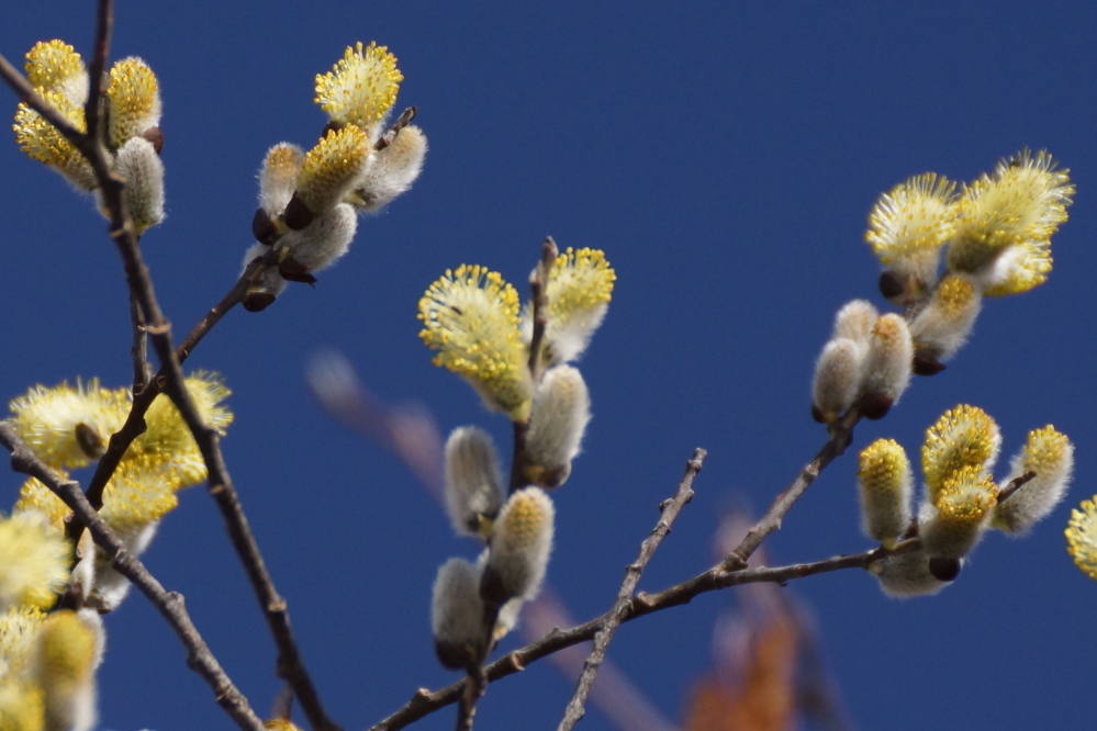 That, and some of the trees are getting all pollen-y. If you're coming up north, you may want to bring a tissue or two.