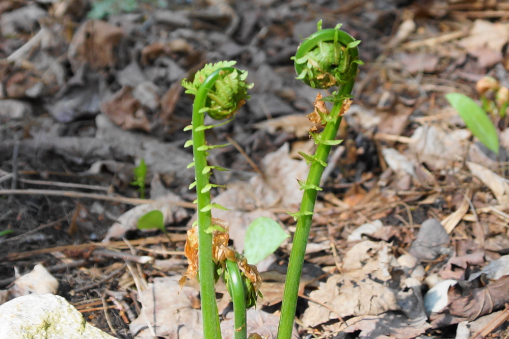 You could almost see the ferns moving as they popped up and stretched in the sunlight. 