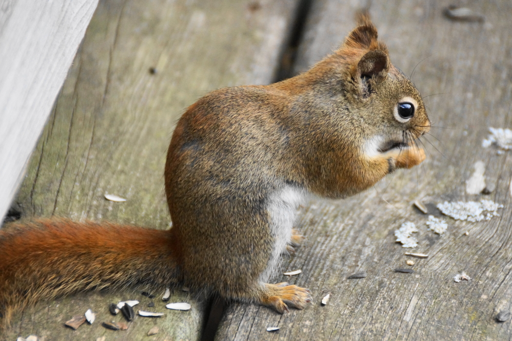 An understanding between the bar and local squirrels was reached. If protection was paid (in seeds), the fuzzies would not raid the bird feeder.
