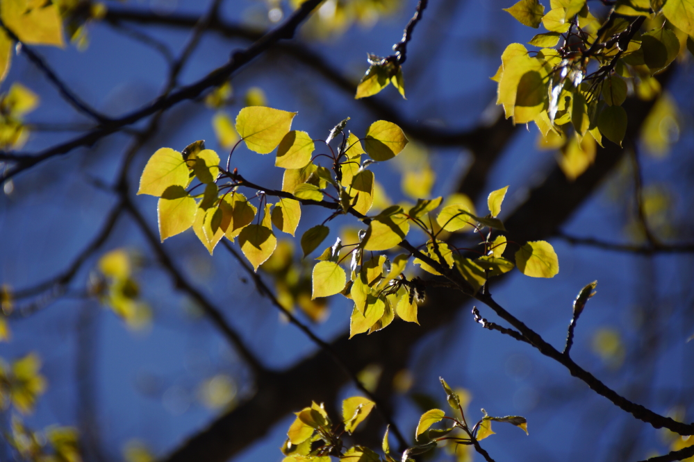 The plants seem to love the cooler, wetter weather with the trees getting close to full leaf.