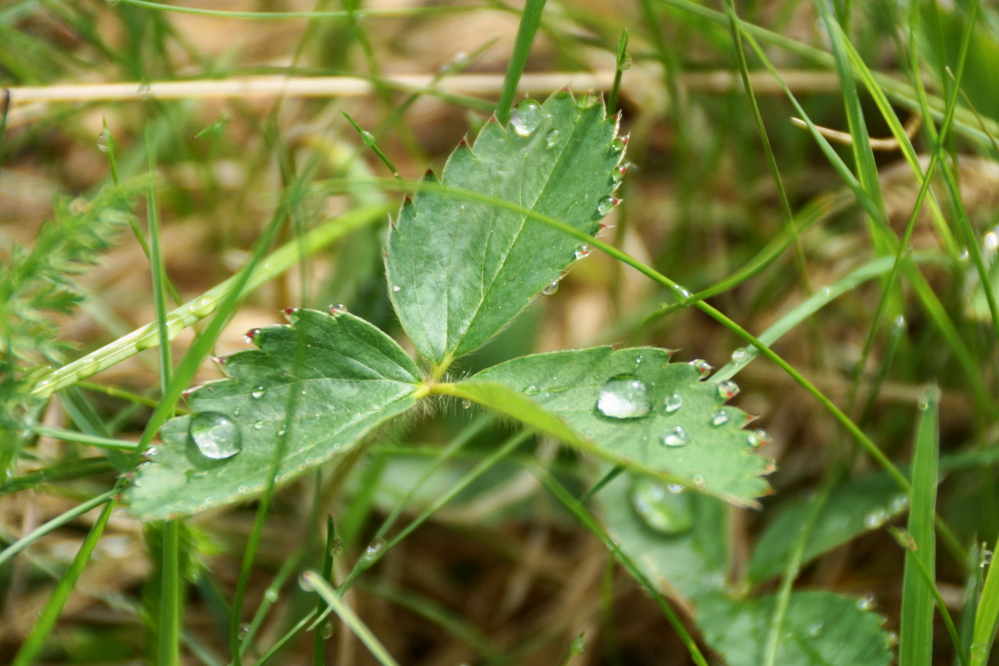 By Thursday morning and ever since, the ground has been soaked.