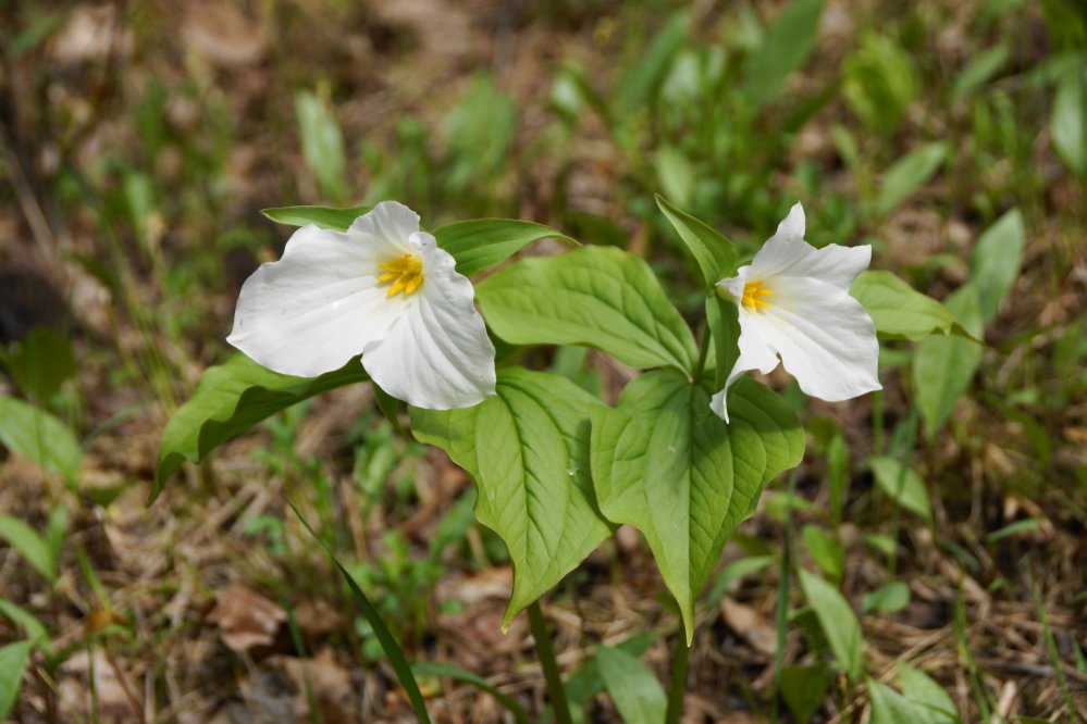 Trillium continue to cover parts of the forest floor in singles and pairs.