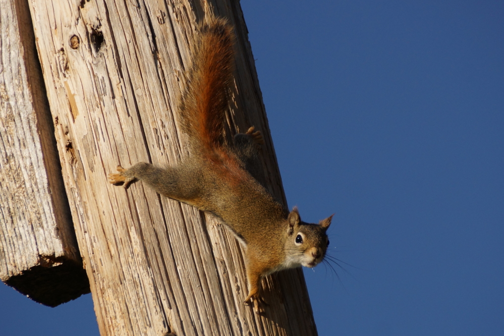 The squirrels are more active than ever and beginning to openly taunt homeowners.