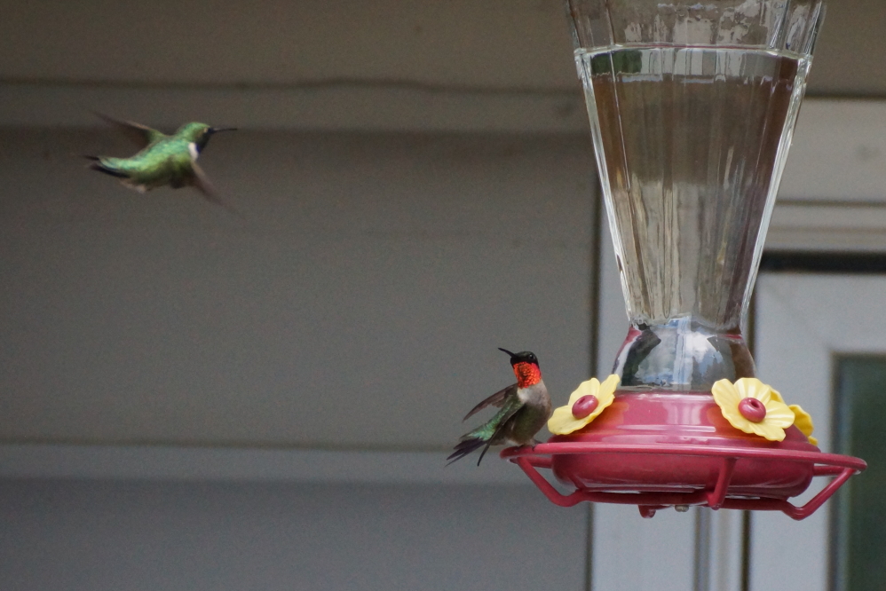 The hummingbirds are draining feeders in a day or two.