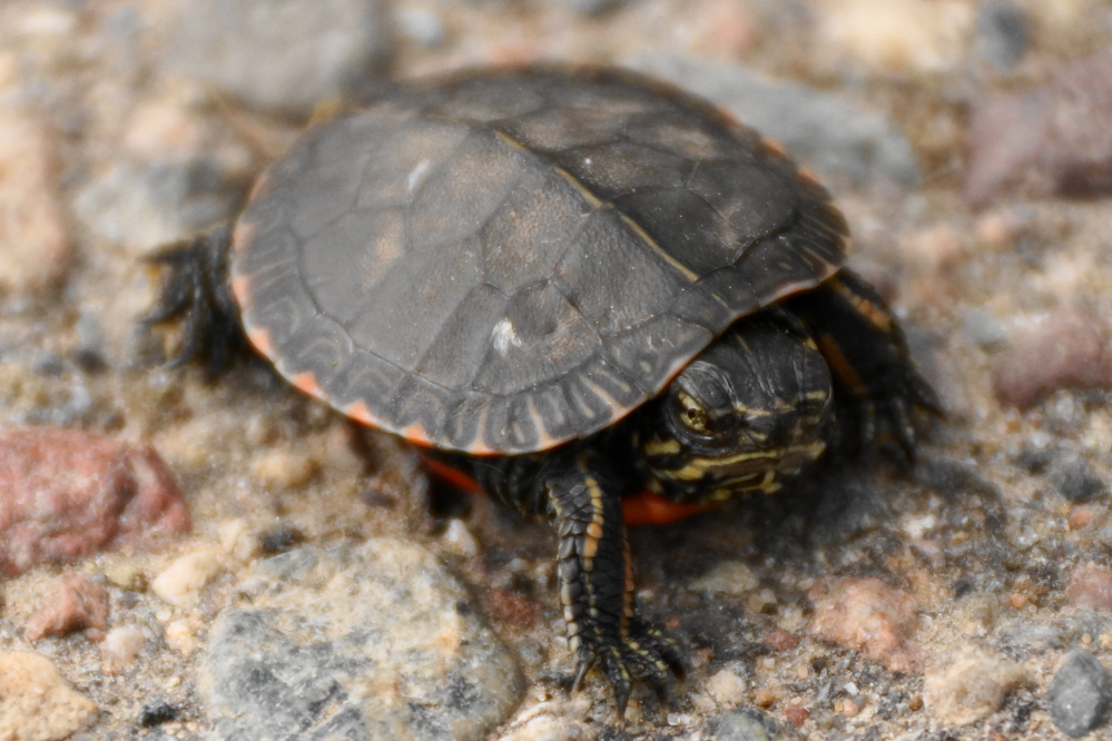 This little guy has been seen crossing West Shore Drive near Knott Lane. Be careful when driving around the North end of the lake.