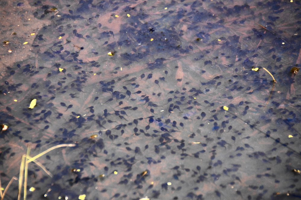 The bit of rain has kept the ponds that dot the area around the lake full enough to keep the tadpoles happy. They will need a little more rain to make it to adult froghood.