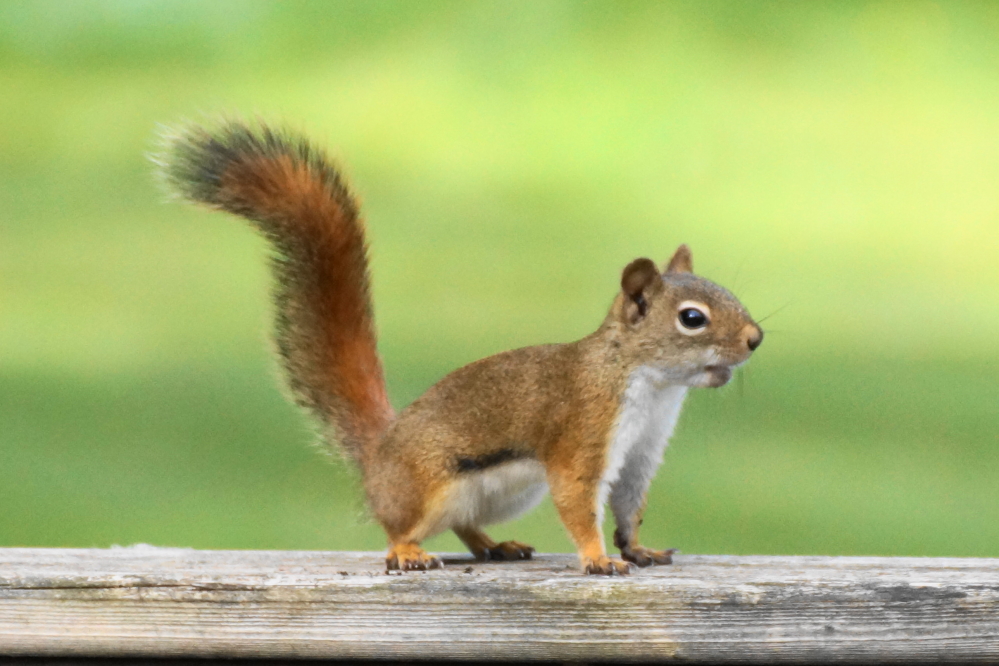 The rain and cooler weather did not seem to affect the little red <s>shits</s> squirrels that continue to empty the bar's bird feeders.